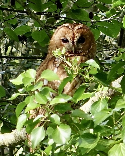 tawny owl